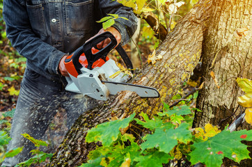 Lumberjack cuts down a lying tree with a chainsaw in the forest, close-up on the process of cutting down. Concept of professional logging. Deforestation.