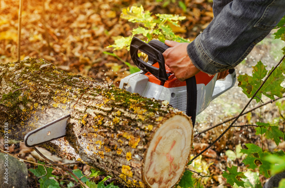 Poster Lumberjack cuts down a lying tree with a chainsaw in the forest, close-up on the process of cutting down. Concept of professional logging. Deforestation.