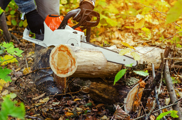 Lumberjack cuts down a lying tree with a chainsaw in the forest, close-up on the process of cutting down. Concept of professional logging. Deforestation.