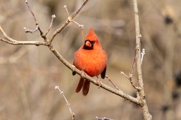 northern cardinal on a branch