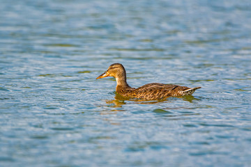 Ducks swim in the summer pond. Photographed close-up.