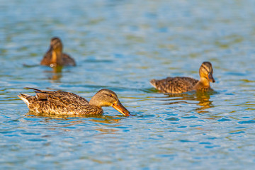 Ducks swim in the summer pond. Photographed close-up.