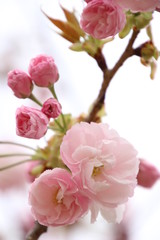 Obraz premium 八重桜