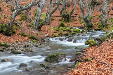 Photograph of the beech forest of Ci&ntilde;era, Leon (Spain) known as Faedo, declared the best preserved forest in Spain in 2007. You can see the river that crosses the forest