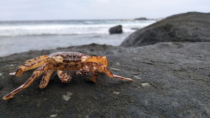 crab on beach