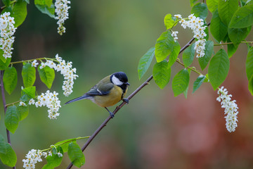 Great tit in the forest in the South of the Netherlands