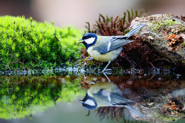 Great tit in the forest in the South of the Netherlands