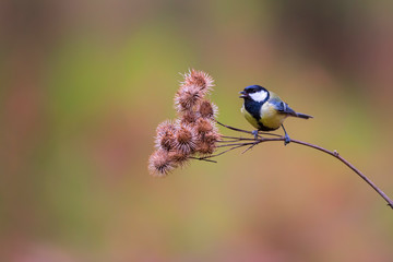 Great tit in the forest in the South of the Netherlands