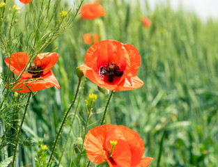 Poppy field. Wild poppy, red poppy. Unusual flowers. Red poppy flowers in the field.