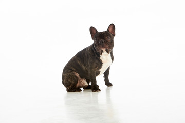 Black and white French Bulldog. Studio shot. White background. Isolated