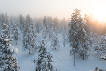 Aerial view of beautiful winter forest