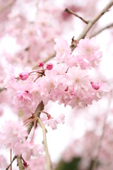 Fototapeta premium 枝垂桜