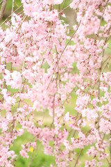 枝垂桜