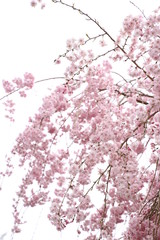 枝垂桜