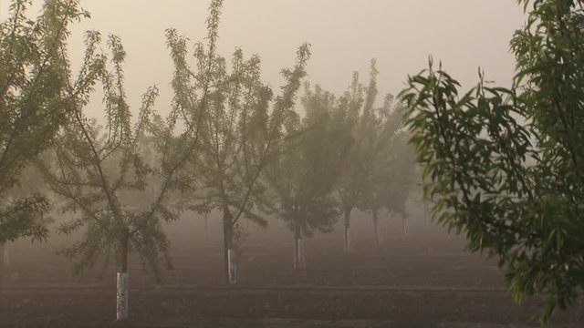 Almond Orchard, California