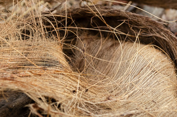 Palm Fiber