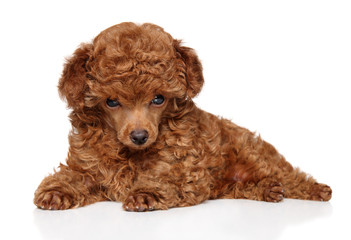 Red Toy Poodle puppy lying