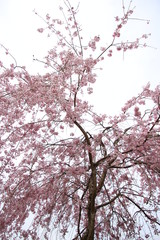 枝垂桜