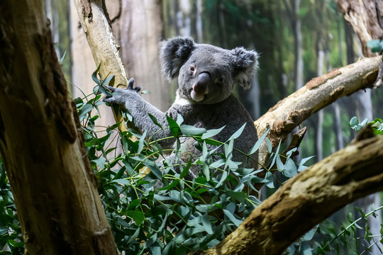 Koala bear on a tree in a zoo. Stock Photo | Adobe Stock