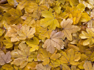 fallen leaves on the ground