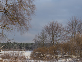 Trees in the snow in the forest.