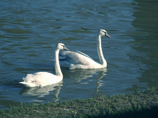 Two swans in a water