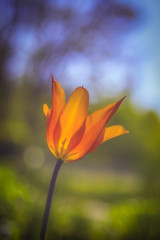 Fototapeta na wymiar A tulip