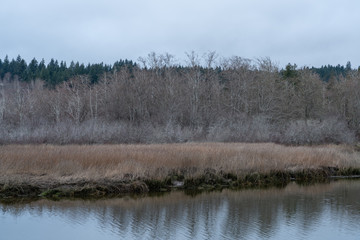 Union River Wetlands In Washington State