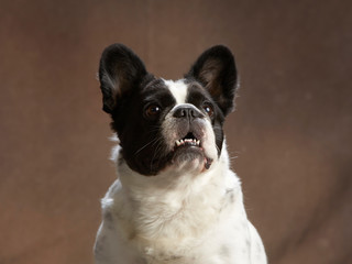 French bulldog with its mouth open. Studio shot. Brown background