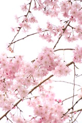 Obraz premium 枝垂れ桜