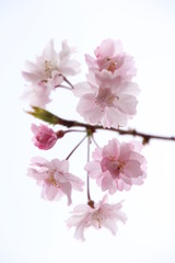 Fototapeta na wymiar 枝垂れ桜