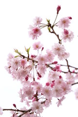 枝垂れ桜