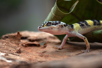 Baby leopard gecko in the garden