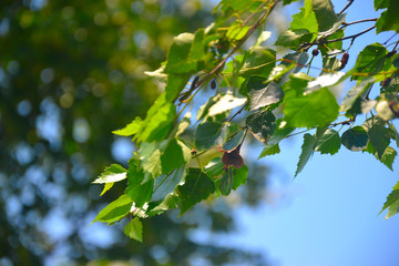 Foliage with a green background
