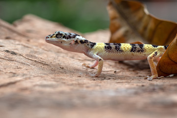Baby leopard gecko in the garden