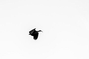 Black and white silhouette of a hadeda ibis (Bostrychia hagedash) bird in flight.