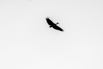 Obraz premium Black and white silhouette of a hadeda ibis (Bostrychia hagedash) bird in flight.