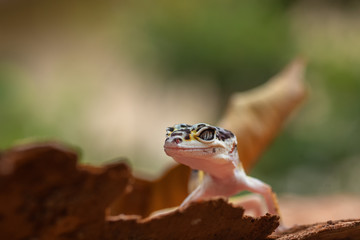 Baby leopard gecko in the garden