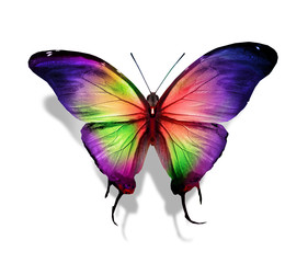 Color butterfly , isolated on white background
