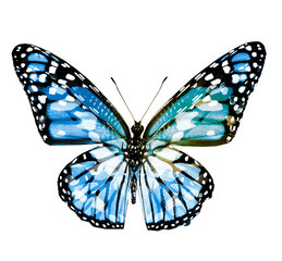 Color butterfly , isolated on white background