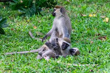 Rough and tumble as vervet monkey (Chlorocebus pygerythrus) play, Entebbe, Uganda