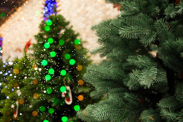 Christmas trees for sale.