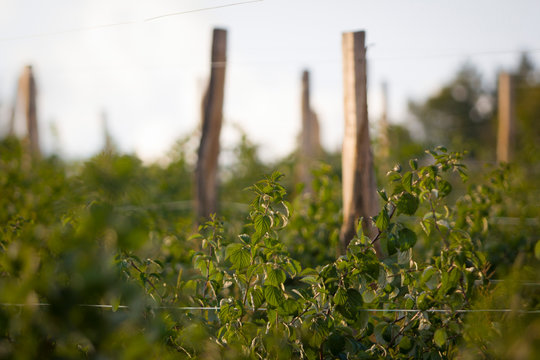 raspberry bush of the Vilamette type on an organic farm on a mountain in Serbia, Kursumlija region, near Zuc / Himmbeeren Strauch auf einer Bio Pantage in S&uuml;dserbien auf einem Berg an der Toplica