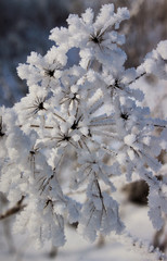 snow on dry grass in winter in the field