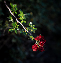 rose bush