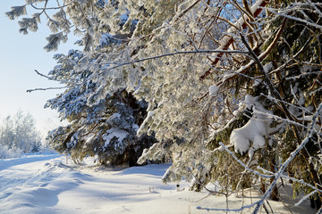 Winter forest and snow covered trees in it in a sunny day © keleny