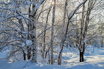 Winter forest and snow covered trees in it in a sunny day