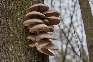 Edible mushroom Pleurotus ostreatus in the floodplain forest. Known as pearl oyster or tree oyster mushroom. Oyster mushrooms growing on the wood in the winter. - Powered by Adobe