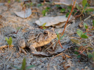 Toad