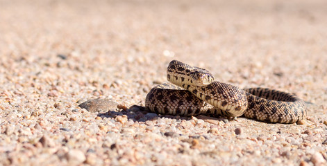 Bull Snake